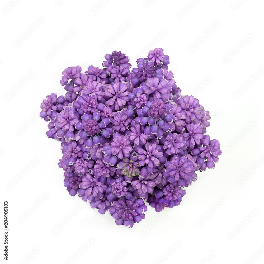 Fototapeta premium Bouquet of blossoming muscari isolated on white background