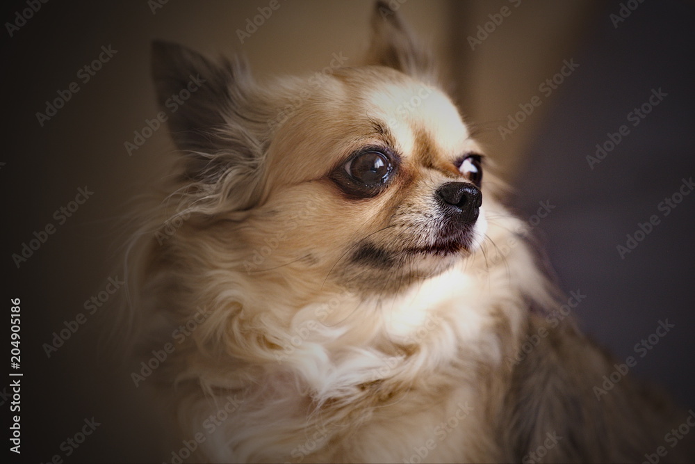 dog, puppy, chihuahua, portrait