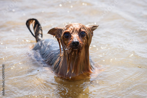 Fototapeta Naklejka Na Ścianę i Meble -  Amusing wet Yorkshire terrier with huge eyes in sea water at beach