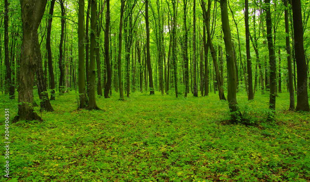 Forest trees in spring Forest trees in spring
