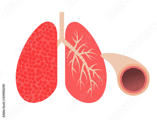 Lungs and bronchi.Vector illustration.