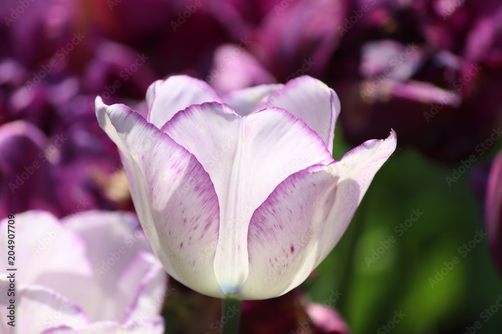 Fototapeta premium White Tulip