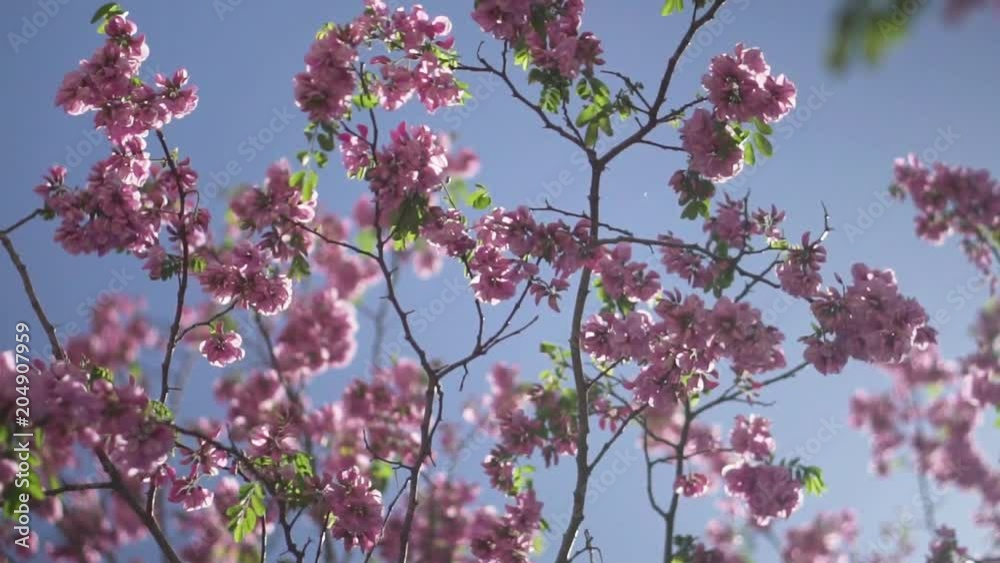 Flowers, Slow Mo, Slow Motion, spring, summer
