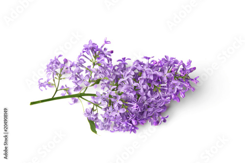 Lilac flowers isolated on white background
