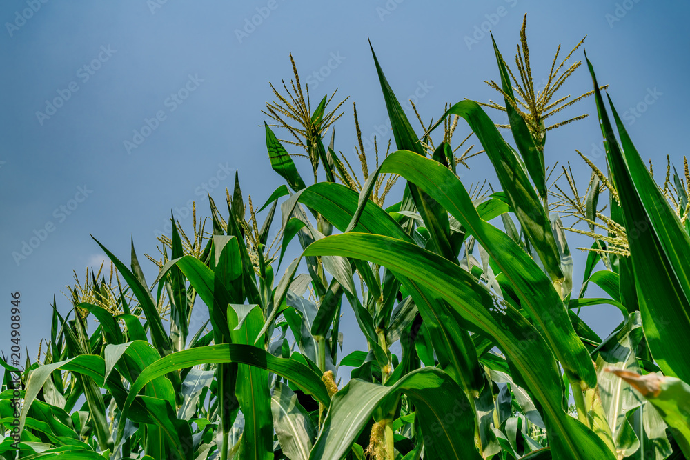 Corn field with sky background Corn field with sky background