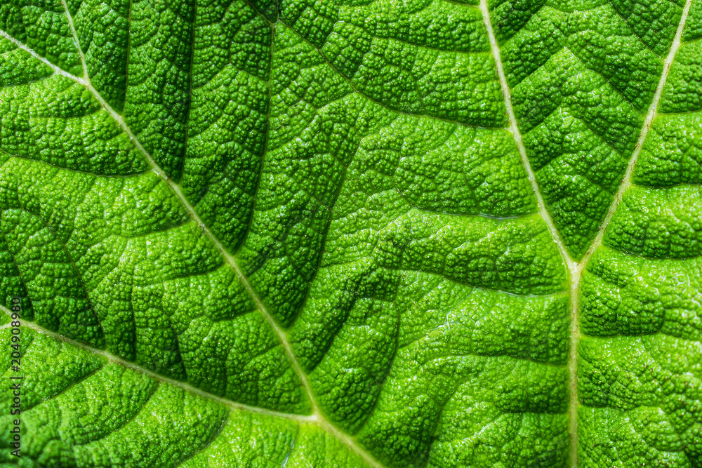 Obraz premium Blatt Textur Hintergrund