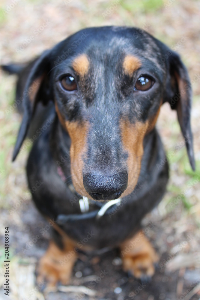 dog, pet, animal, puppy, black, dachshund, cute, doberman, canine, brown, portrait, dobermann, breed, mammal, pets, rottweiler, animals, dogs, grass, nature, purebred, head, isolated, domestic, small dog, pet, animal, puppy, black, dachshund, cute, doberman, canine, brown, portrait, dobermann, breed, mammal, pets, rottweiler, animals, dogs, grass, nature, purebred, head, isolated, domestic, small