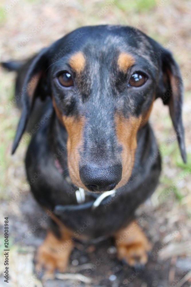 dog, pet, animal, puppy, black, dachshund, cute, doberman, canine, brown, portrait, dobermann, breed, mammal, pets, rottweiler, animals, dogs, grass, nature, purebred, head, isolated, domestic, small