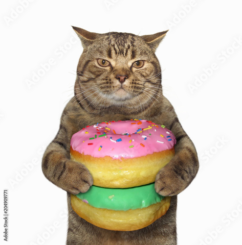 The cat holds a pile of donuts. White background.