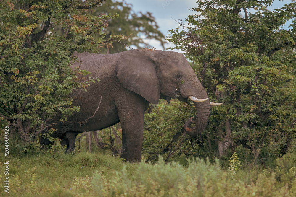 Fototapeta premium Elephant (Loxodonta africana)