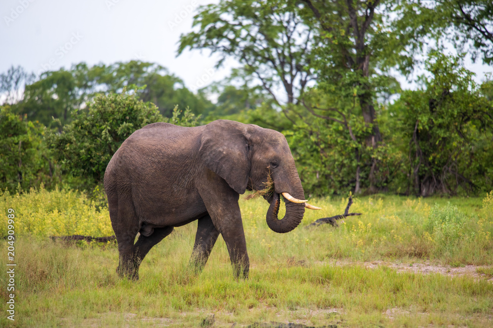 Fototapeta premium Elephant (Loxodonta africana)