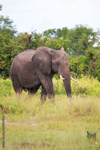 Elephant  Loxodonta africana 