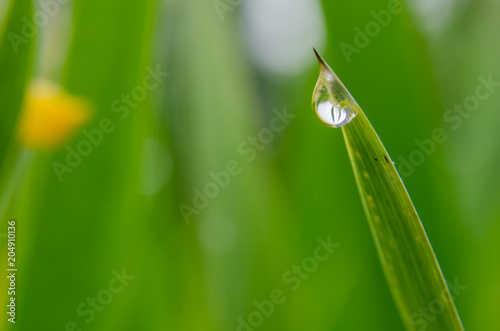 Single Water Drop Hanging Off of Leaf