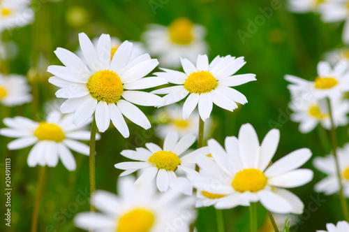 White daisy on field