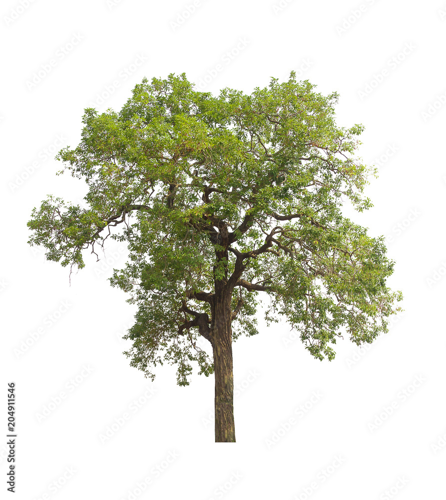 Obraz premium tree isolated. green tree isolated on white background.
