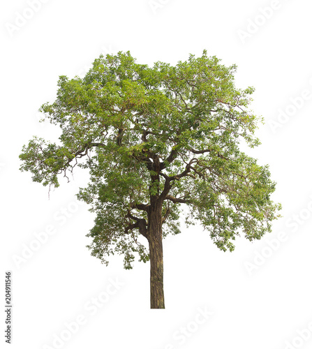  tree isolated. green tree  isolated on white background.