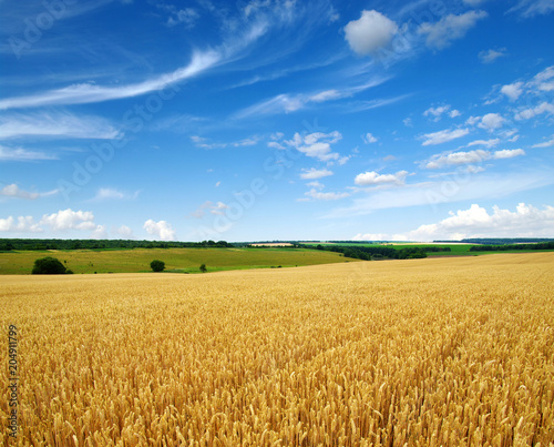 wheat field and clouds