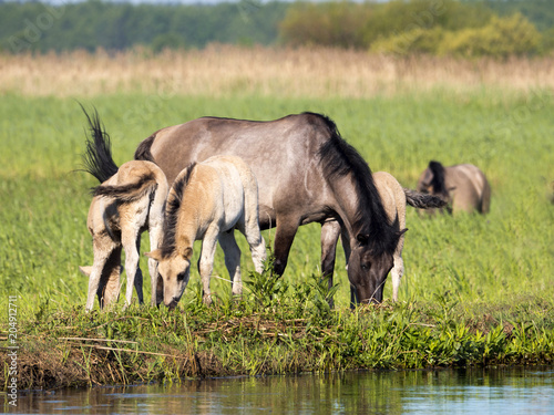 Półdzikie konie Tarpany nad rzeką Biebrzą