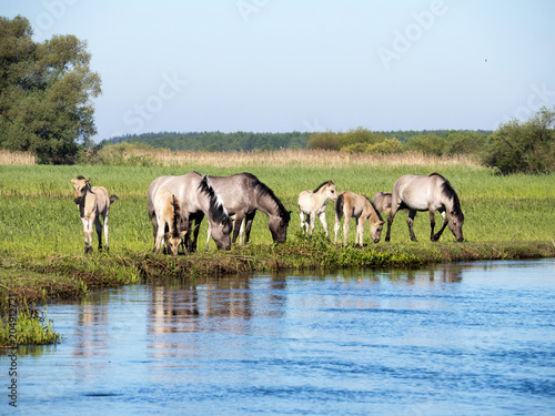 Fototapeta Naklejka Na Ścianę i Meble -  Półdzikie konie Tarpany nad rzeką Biebrzą