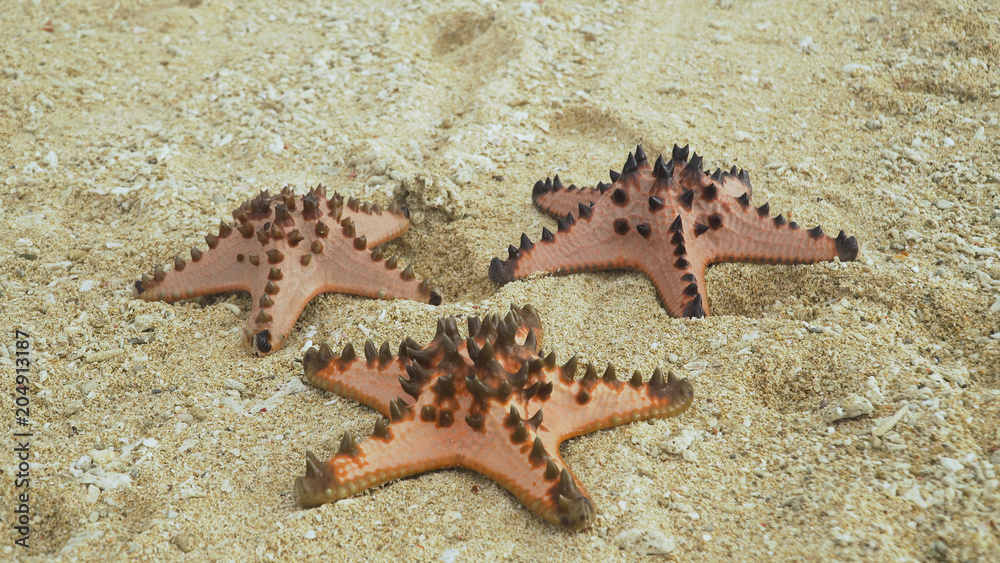 Red starfish with spines on sand beach. Travel concept beach, sea, starfish. Red starfish with spines on sand beach. Travel concept beach, sea, starfish.