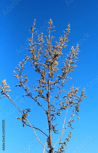 dry Bush of wormwood in the background of blue sky photo