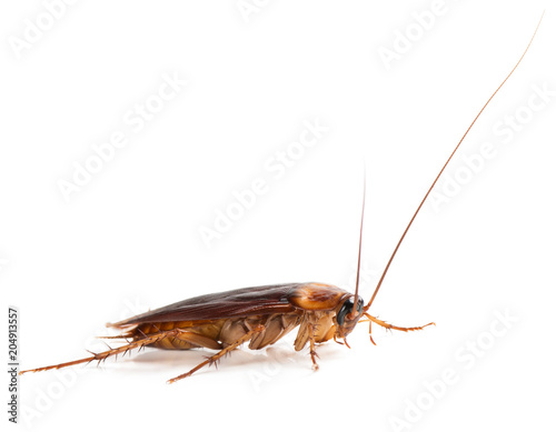 American cockroach (Periplaneta americana) of large size with long mustache and wings. Isolated on a white background.