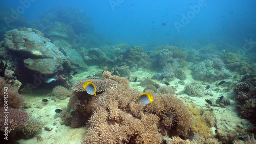 Fish and coral reef at diving. Wonderful and beautiful underwater world with corals and tropical fish. Hard and soft corals. Philippines  Mindoro. Diving and snorkeling in the tropical sea.