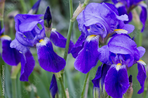 Three blue flowering iris on a flower bed closeup