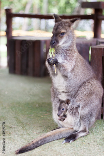 Wallaby small kangaroo in the garden