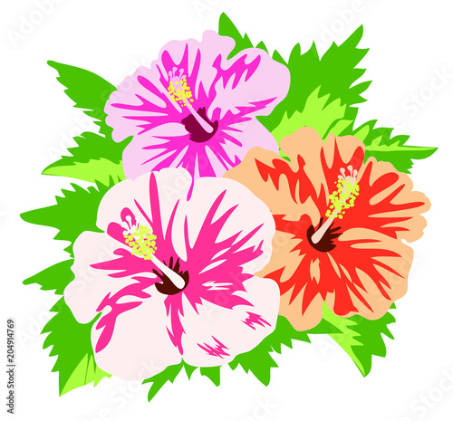 Vector illustration of tropical hibiscus flowers with leaves isolated on white background