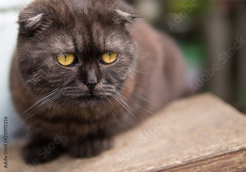 Portrait of a Scottish Smokey cat