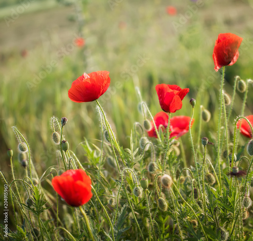 Fototapeta Naklejka Na Ścianę i Meble -  Poppy field close up