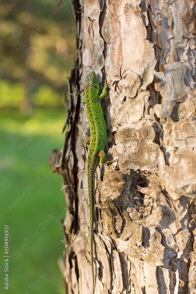 Green lizard on a tree close up Green lizard on a tree close up