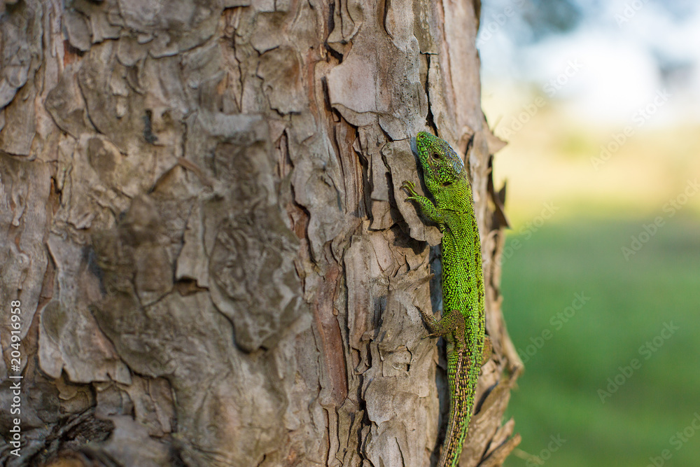 Green lizard on a tree close up Green lizard on a tree close up