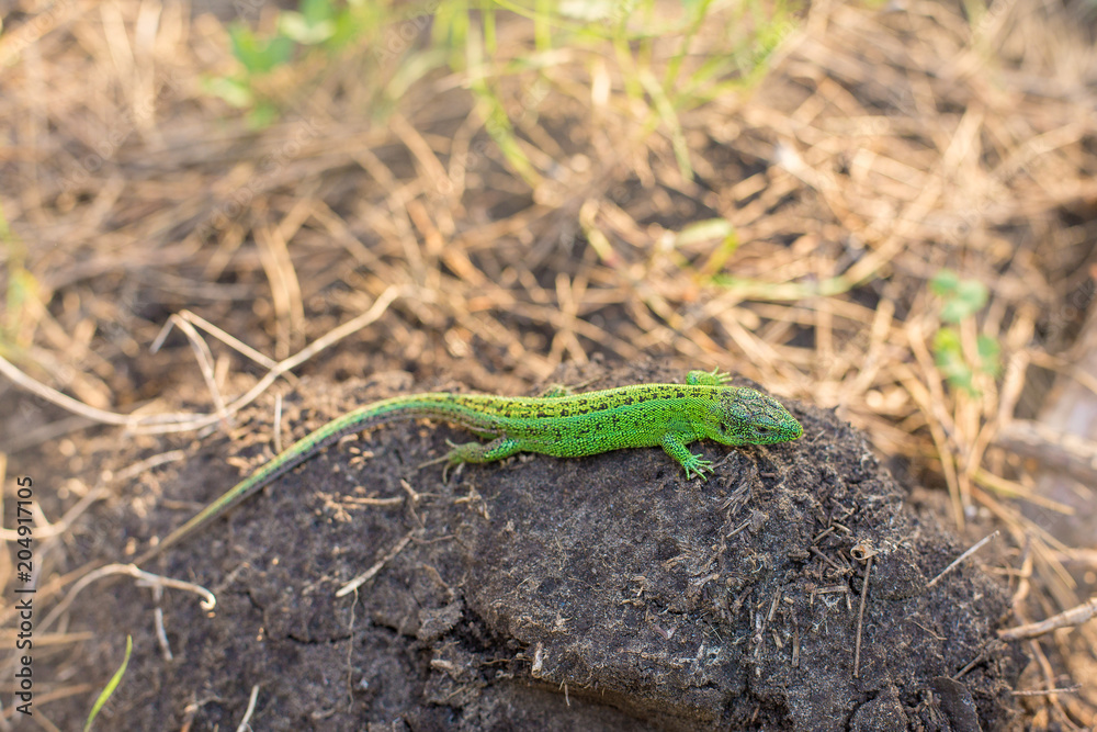 Green lizard on a tree close up Green lizard on a tree close up