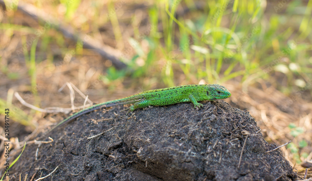 Green lizard on a tree close up Green lizard on a tree close up
