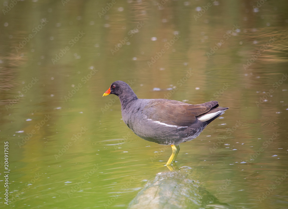 Common Moorhen ( Gallinula chloropus ) on the wood in the water. Common Moorhen ( Gallinula chloropus ) on the wood in the water.