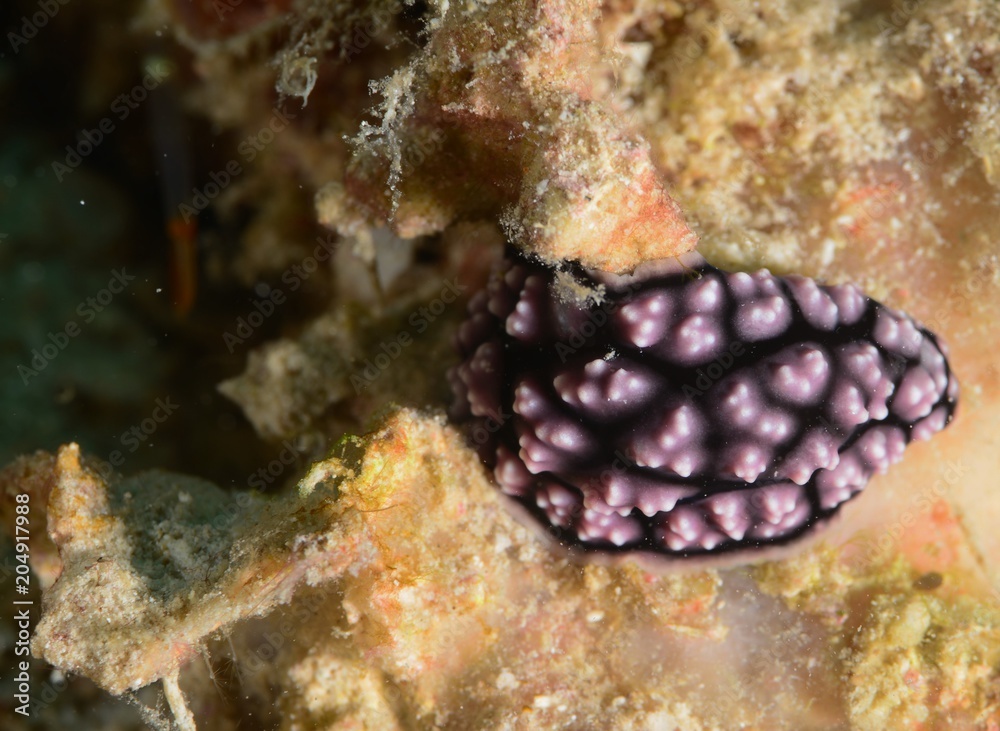 Fototapeta premium nidibrach