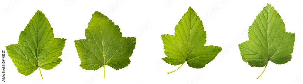 currant leaves isolated on white background currant leaves isolated on white background