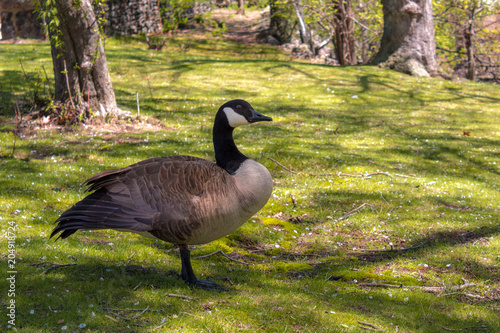 Canvas Print Goose