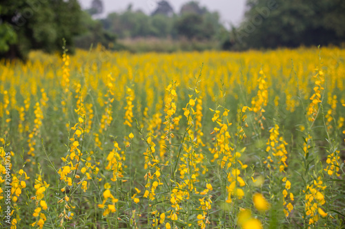 Pummelo Field of Flowers in Thailand. © photonewman