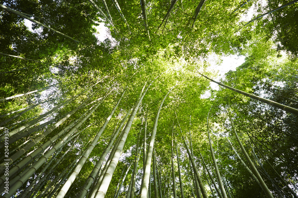 Naklejka premium las bambusowy