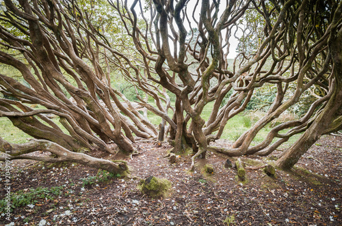 trees inside Craig y nos, the park inside the Brecon Beacons National Park photo