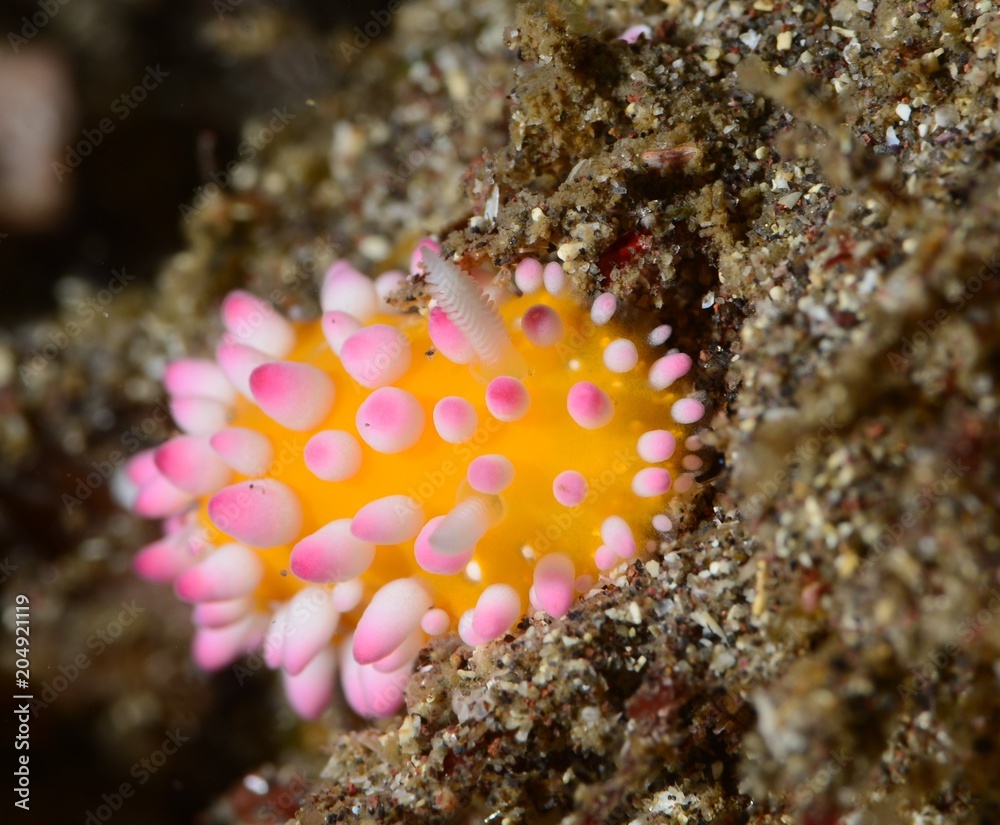 Fototapeta premium nudibranch