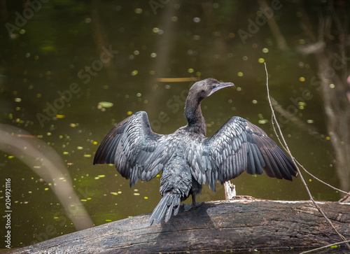 Canvas Print Little cormorant, Javanese cormorant(Microcarbo niger) bird of Thailand