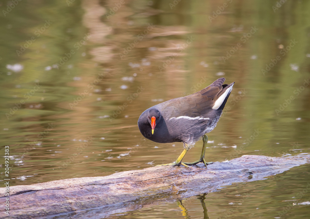 Common Moorhen ( Gallinula chloropus ) on the wood in the water.