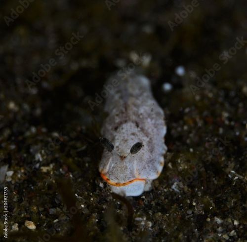 nudibranch