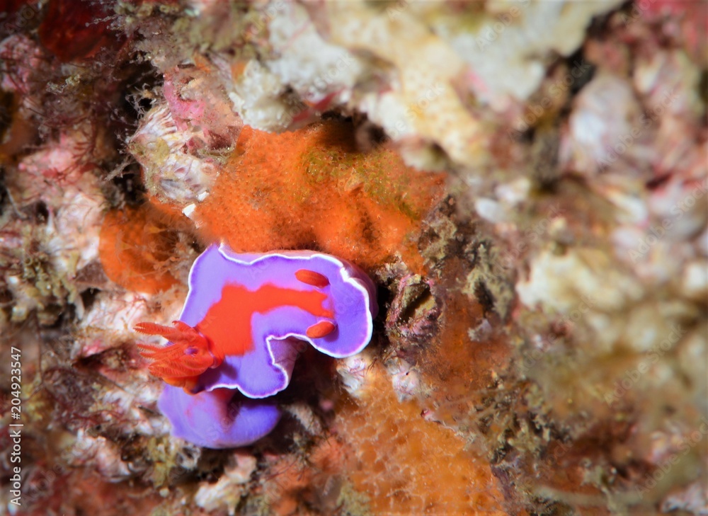 nudibanch nudibanch
