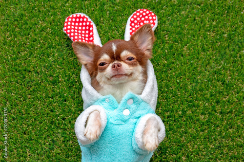 Chihuahua dog wear rabbit dress sleeping on green grass.