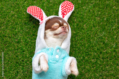 Chihuahua dog wear rabbit dress sleeping on green grass.